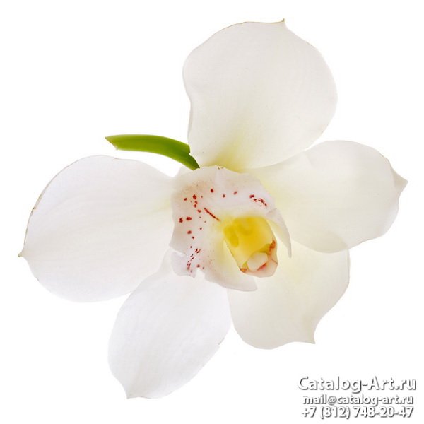 White orchids 39